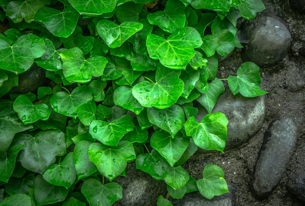 아이비 Hedera Helix