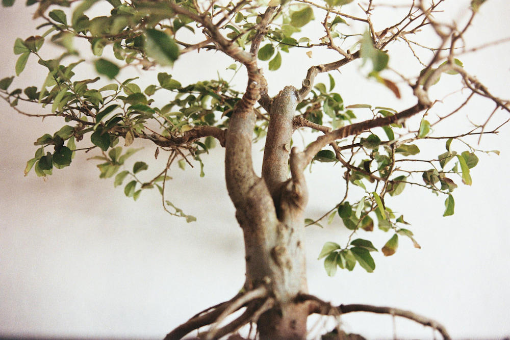 벤자민 ficus benjamina