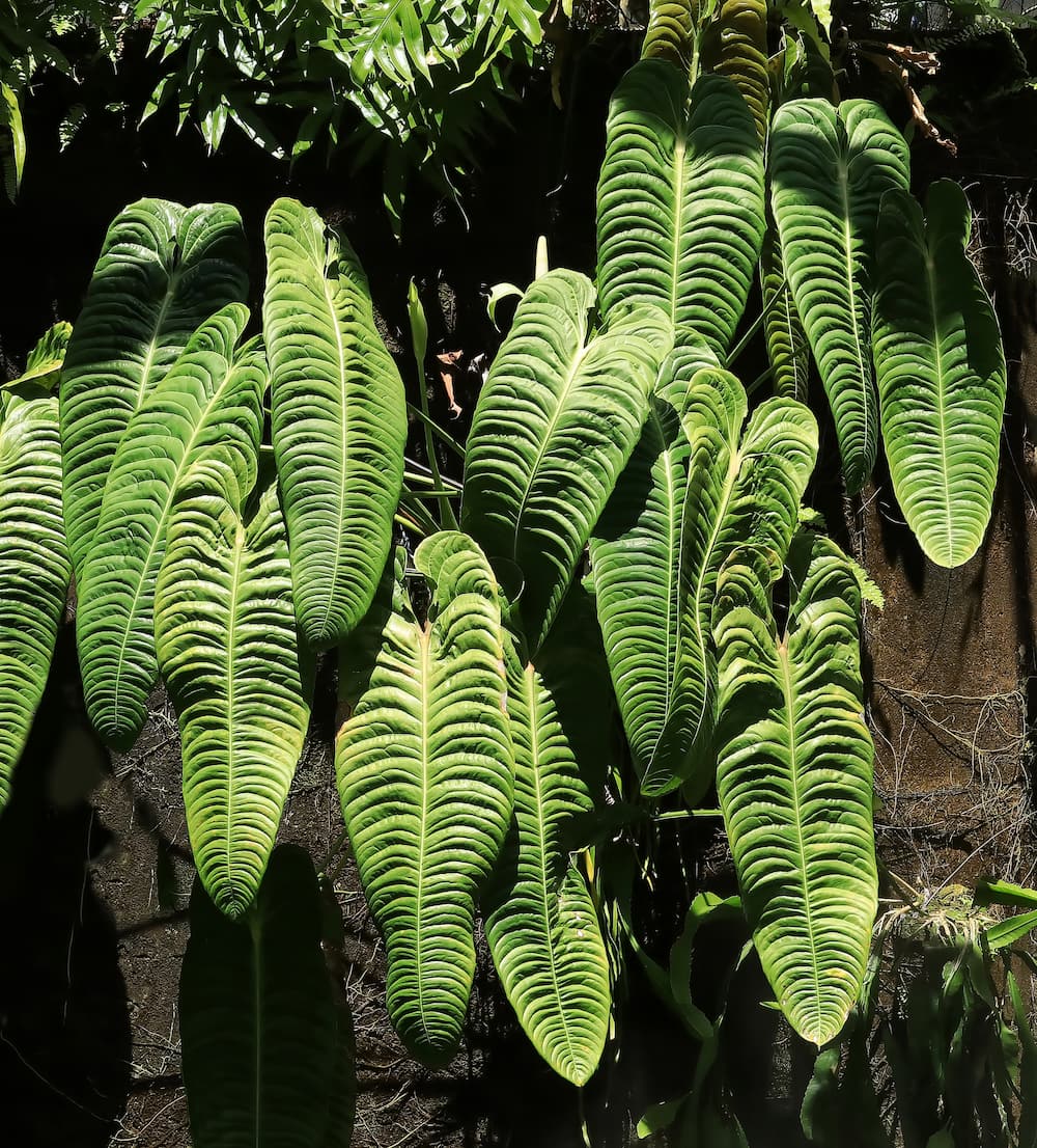 킹 안스리움 (Anthurium veitchii)