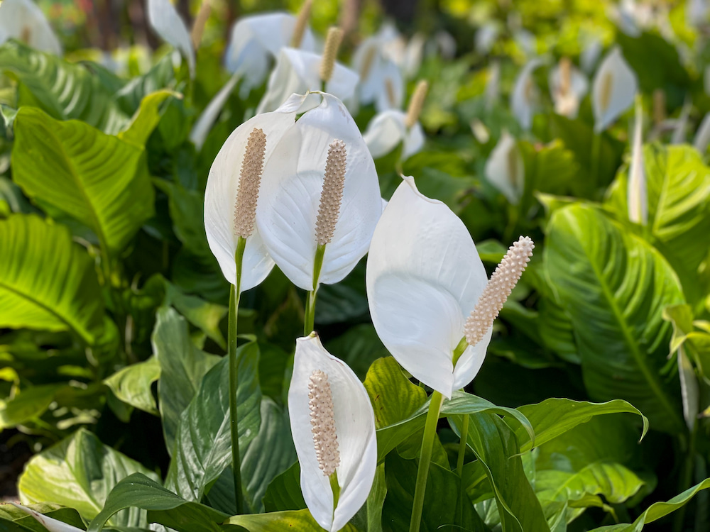 스파티필름 Spathiphyllum