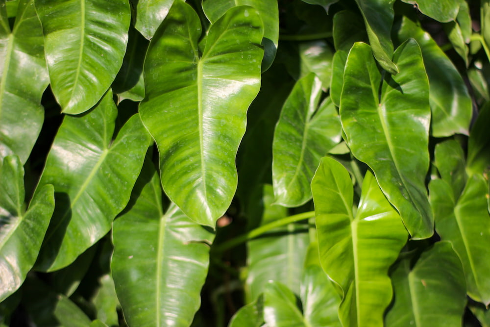 필로덴드론 스피리투스-상티 (Philodendron spiritus-sancti)