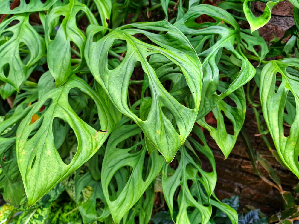 몬스테라 오블리쿠아 (Monstera obliqua)